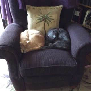 Two cats in chair