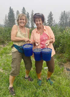 Two woen picking blueberries