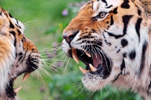 tigers
