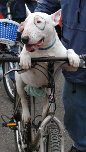 bike-dog