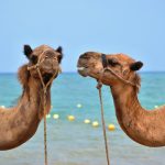 Two Camels Talking