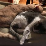 Two cats cuddling