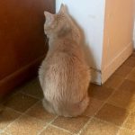 Cat sulking