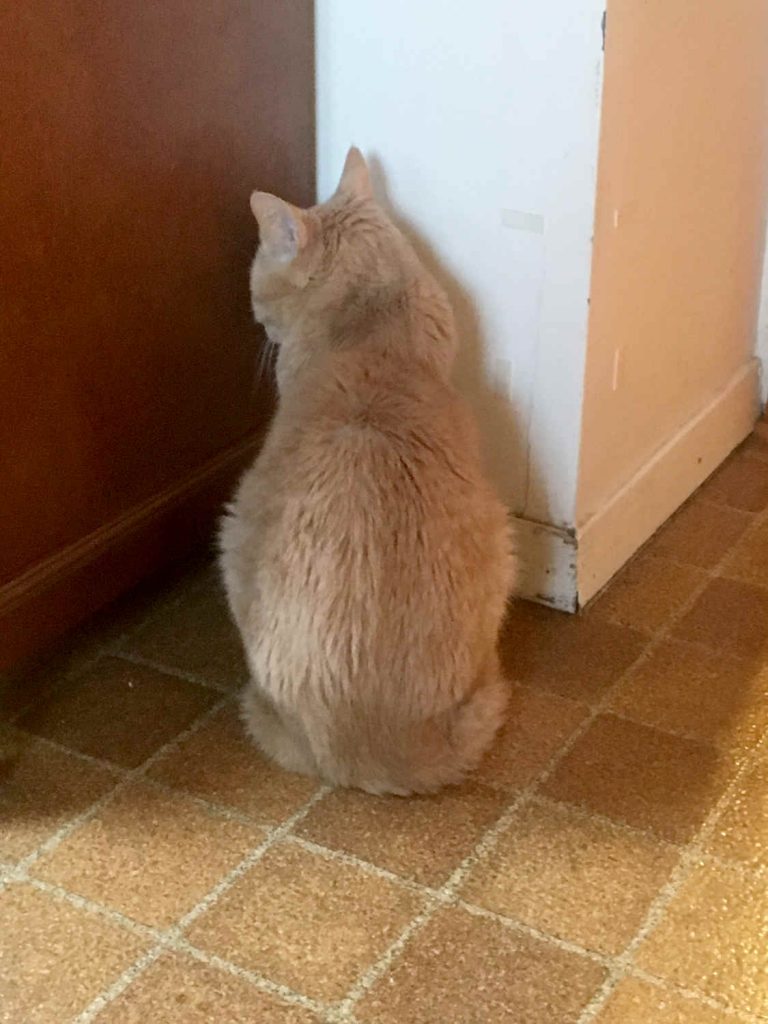 Cat sulking
