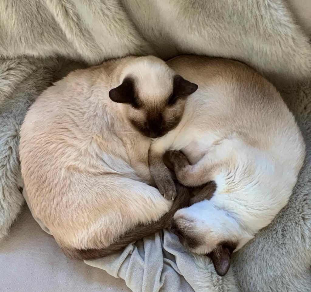 Two cats entwined
