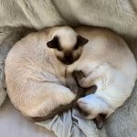 Two cats entwined