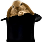 Rabbit in hat