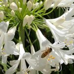 Bee on flower