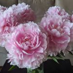 Peonies