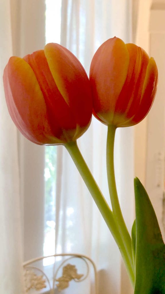 Two tulips on one stem