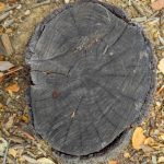 Tree rings