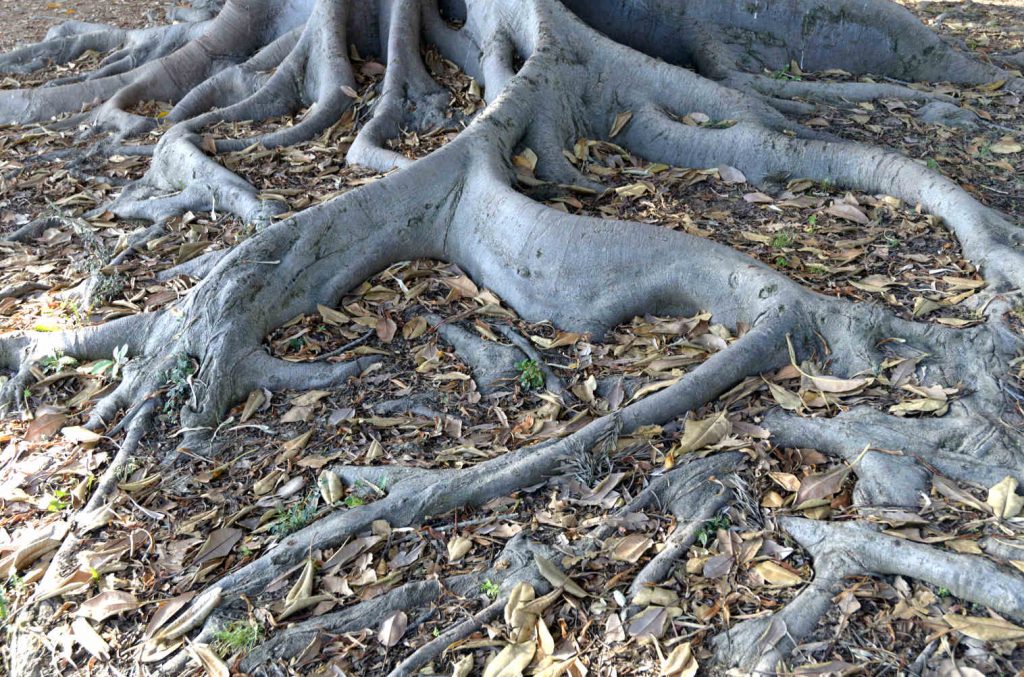 Tree roots