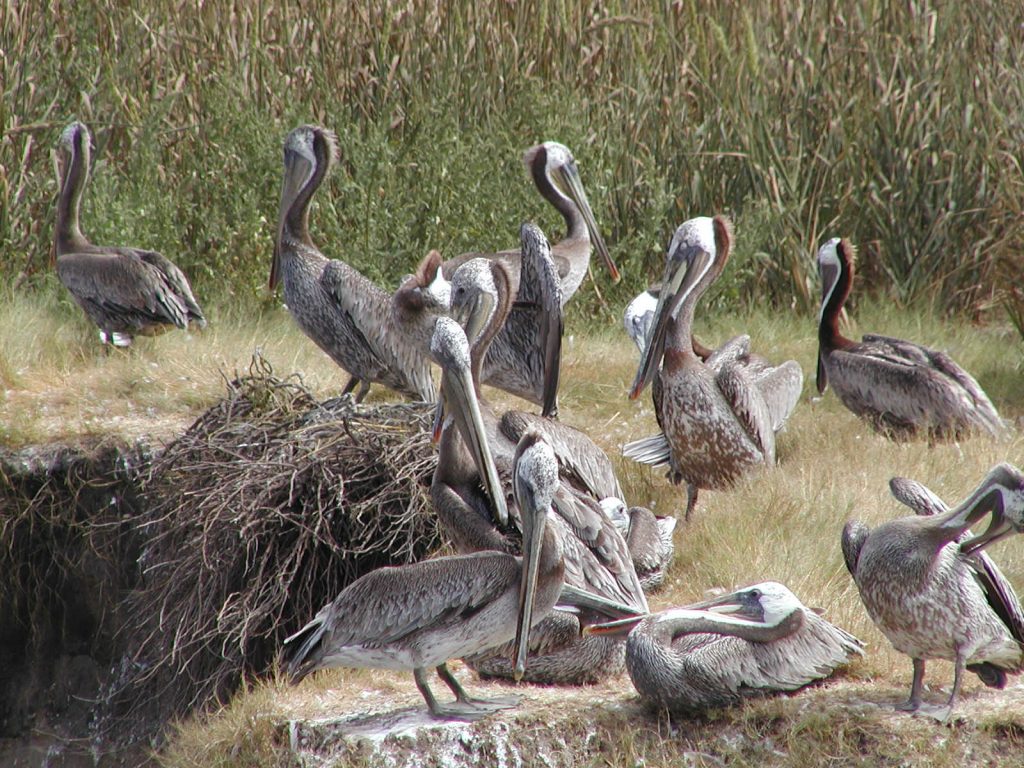 Pelicans at rest