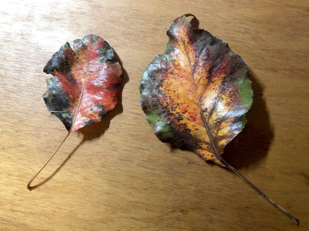 Two fallen leaves
