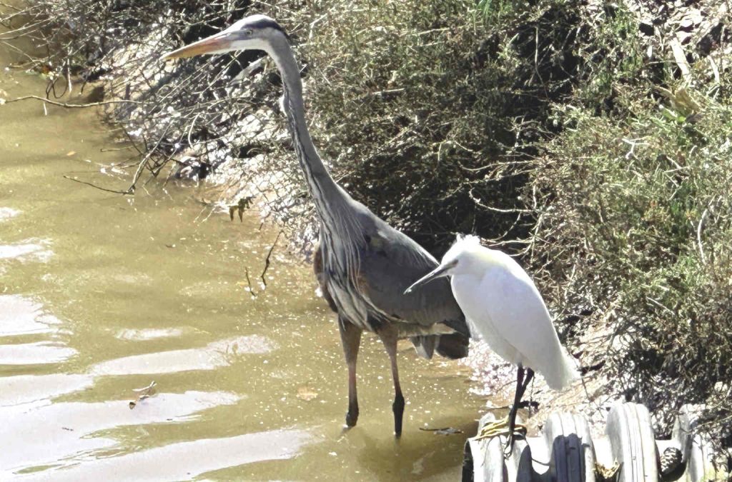 Two different species of heron together