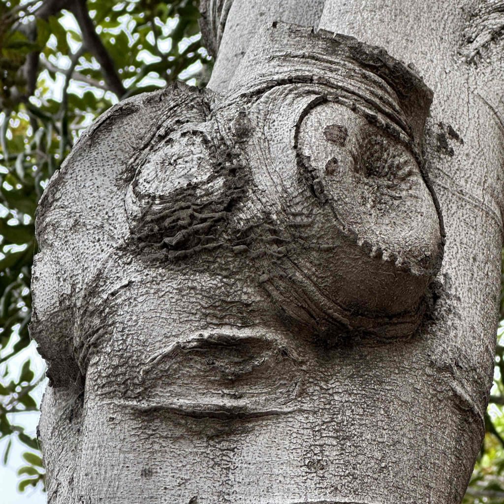 Tree with face