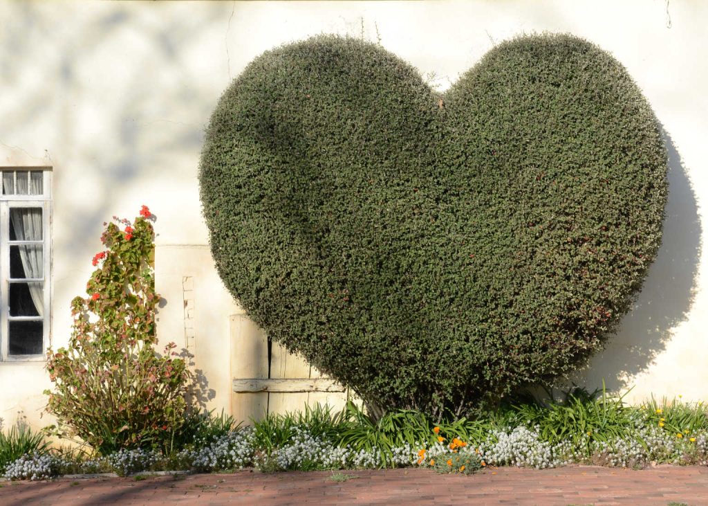 Hedge in shape of a heart